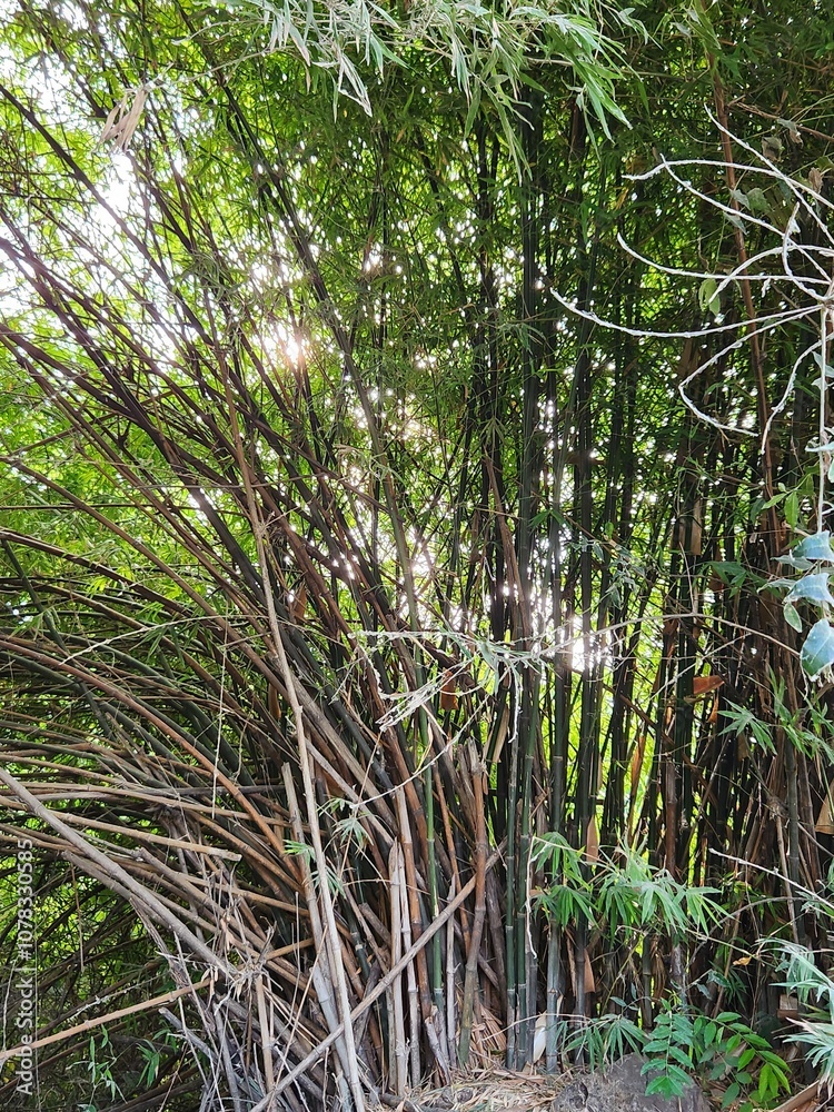 Obraz premium Bamboo tree