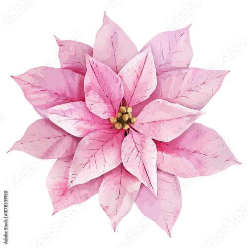 Simple flat 2D icon Christmas pink poinsettia flower isolated on transparent background, vector, flat design, animation design, vector, flat design, animation design, simple flat 2D icon, 