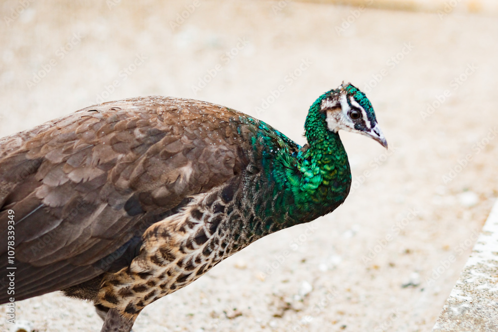 Beautiful peacock waking, close-up portrait Beautiful peacock waking, close-up portrait