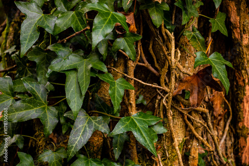 A closeup of a Hedera with green leaves