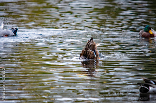 Ente taucht auf dem Wasser