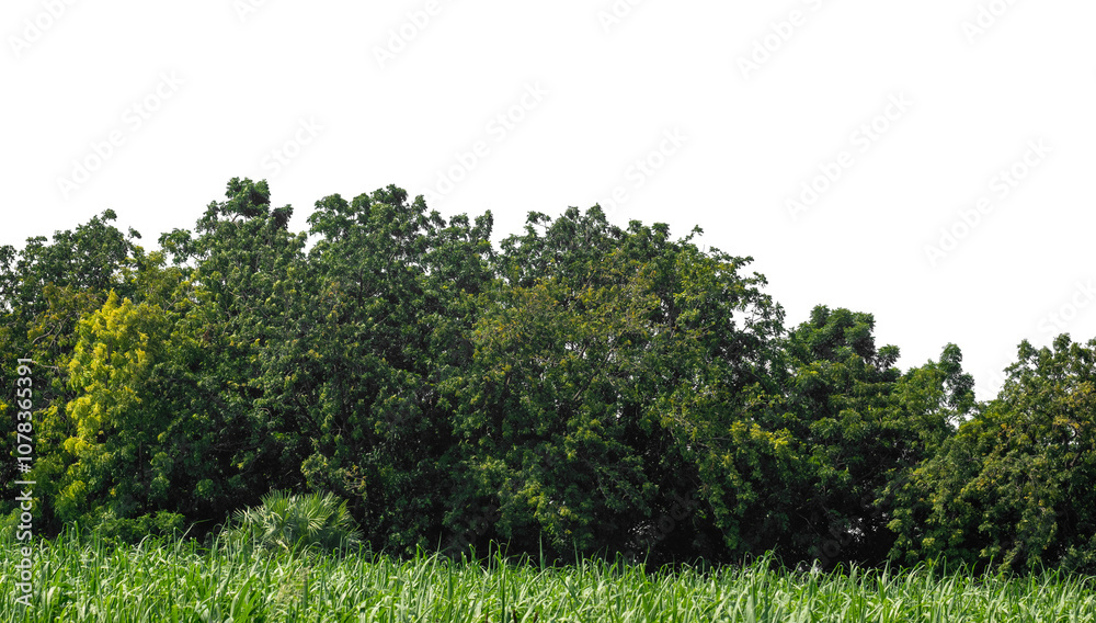 Fototapeta premium Green trees isolated are forest on transparent background.Forest and foliage in summer with cut path and alpha channel, high resolution.