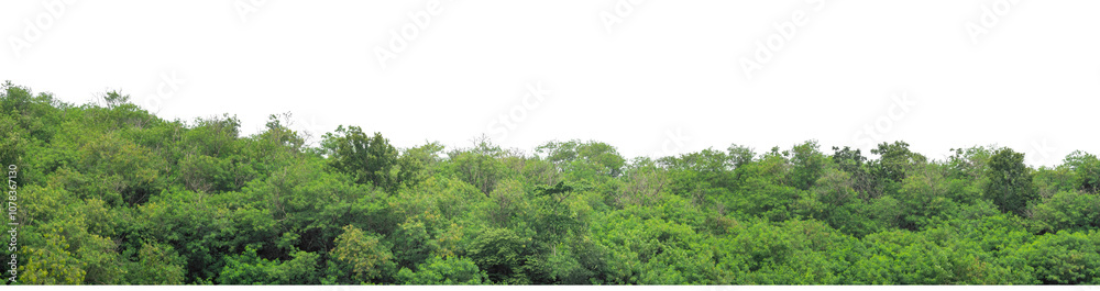 Fototapeta premium Green trees isolated are forest on transparent background.Forest and foliage in summer with cut path and alpha channel, high resolution.