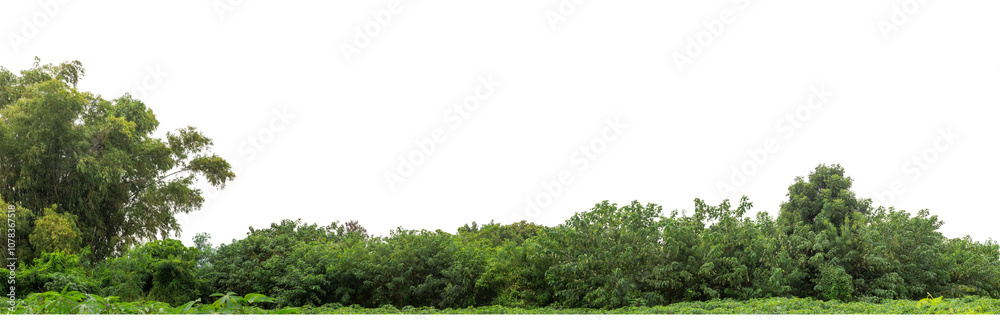Green trees isolated are forest on transparent background.Forest and foliage in summer with cut path and alpha channel, high resolution. Green trees isolated are forest on transparent background.Forest and foliage in summer with cut path and alpha channel, high resolution.