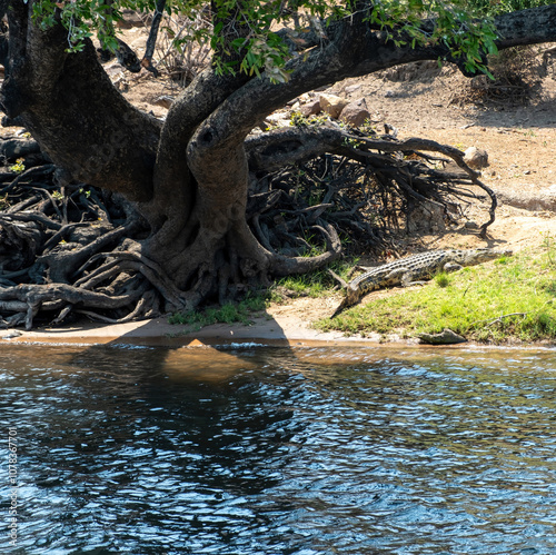 Crocodile resting on the river bank, Chobe National Park, Botswana, Africa photo