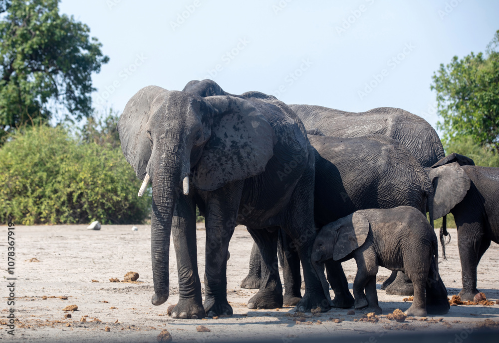 Fototapeta premium African elephants family grazing in Chobe National Park Botswana Africa.