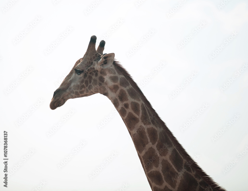 Giraffe isolated on white, Long neck safari animal at national park in Africa Giraffe isolated on white, Long neck safari animal at national park in Africa