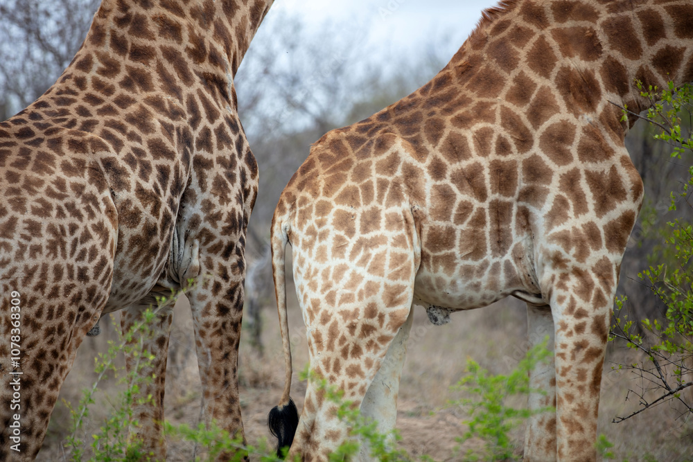 Giraffe, , safari animals grazing at Chobe national park in Botswana, Africa. Closeup on skin spots