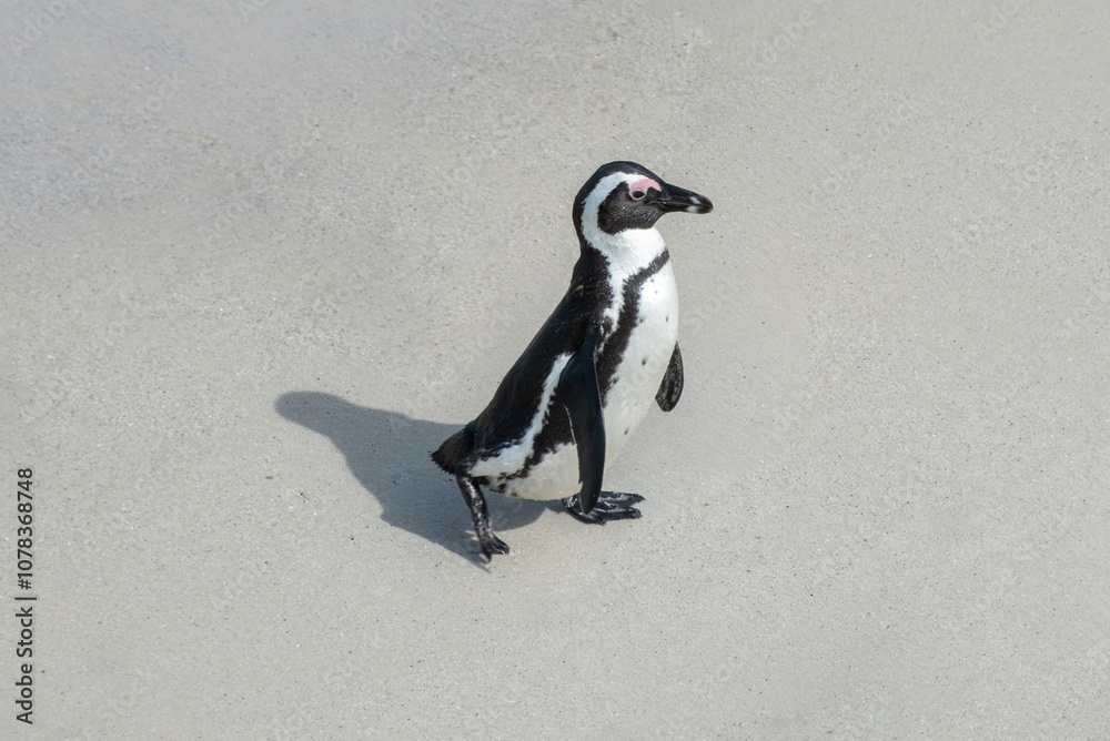 Fototapeta premium African penguin, also known as Cape penguin on a beach at South Africa