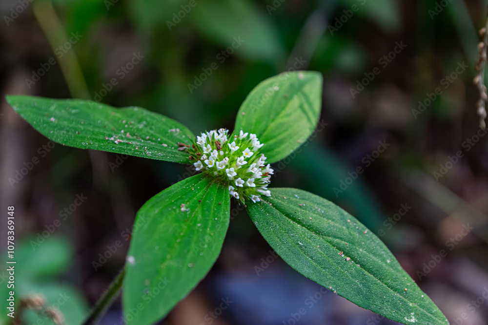 Botanical Beauty of Spermacoce Ocymoides Botanical Beauty of Spermacoce Ocymoides