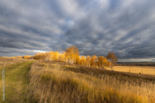 A field of tall grass with a cloudy sky in the background