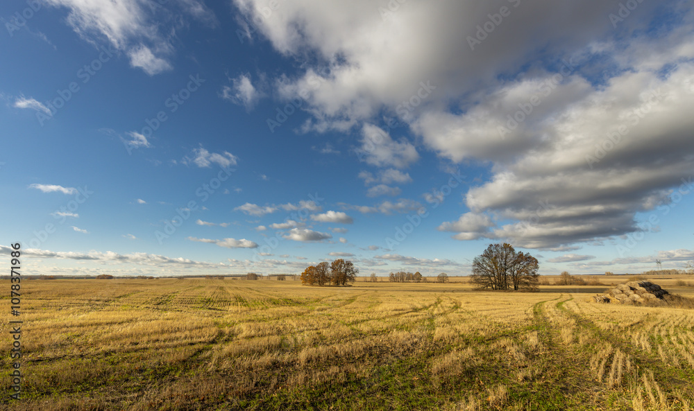 Obraz premium A field of grass with a few trees in the background