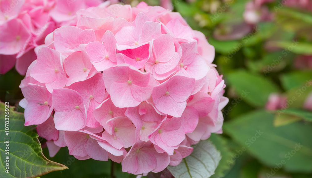 A Close Up of a Pink Hydrangea Bloom in a Garden Setting and Copy Space A Close Up of a Pink Hydrangea Bloom in a Garden Setting and Copy Space