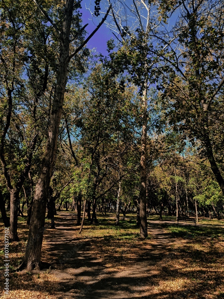 Fototapeta premium autumn in the park