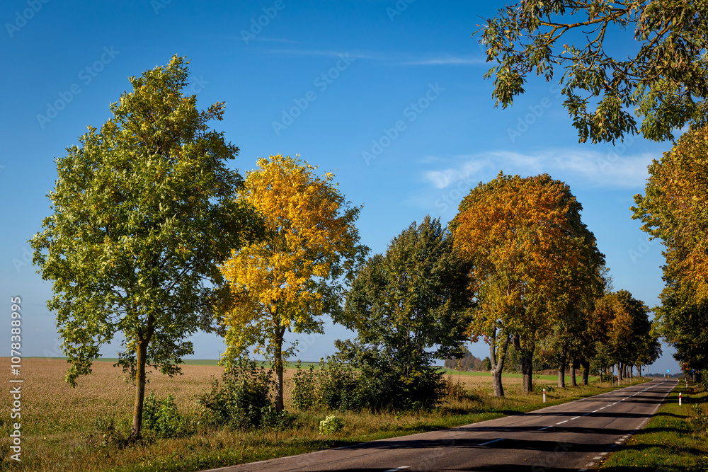 october landscape - autumn sunny day, country road beautiful trees with colorful leaves on the hill, Poland, Europe, Podlasie, white clouds on blue sky october landscape - autumn sunny day, country road beautiful trees with colorful leaves on the hill, Poland, Europe, Podlasie, white clouds on blue sky