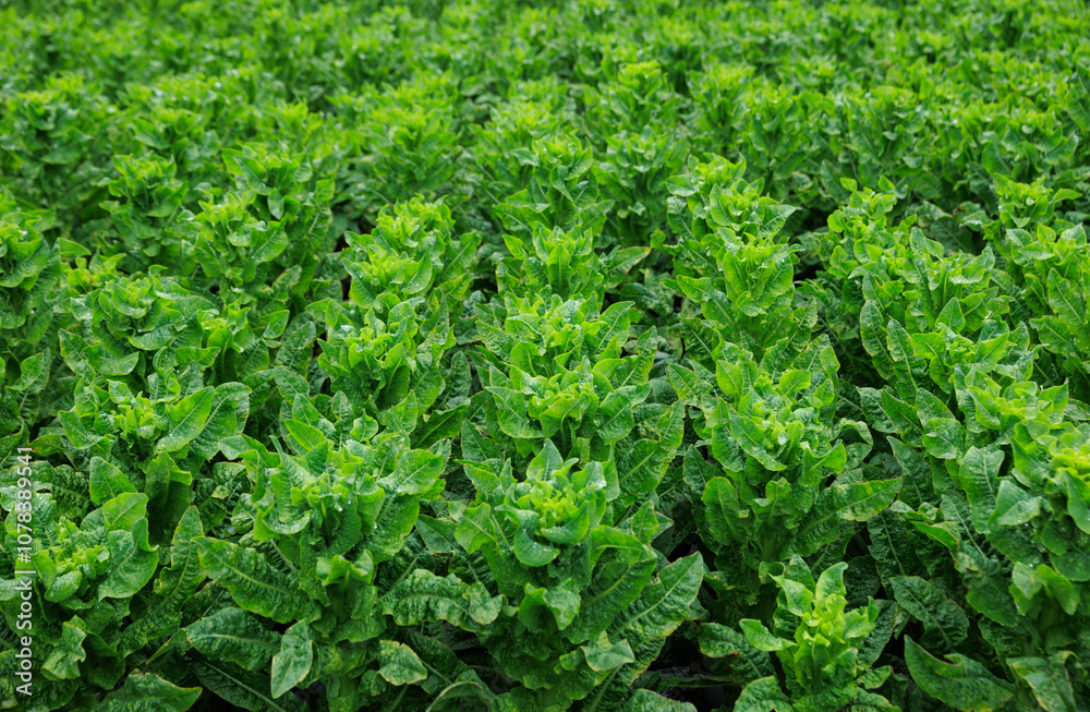 Green stem lettuce crops in garden Green stem lettuce crops in garden