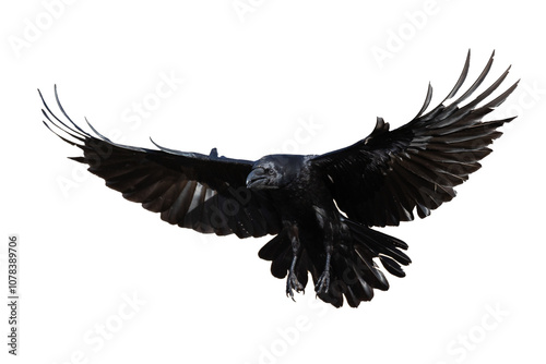 Birds flying raven isolated on white background Corvus corax. Halloween - flying bird