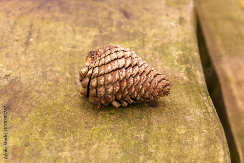 Dried brown fallen pine cone resting on rustic wood showcasing a natural decay process in autumn close up. Organic composition photo