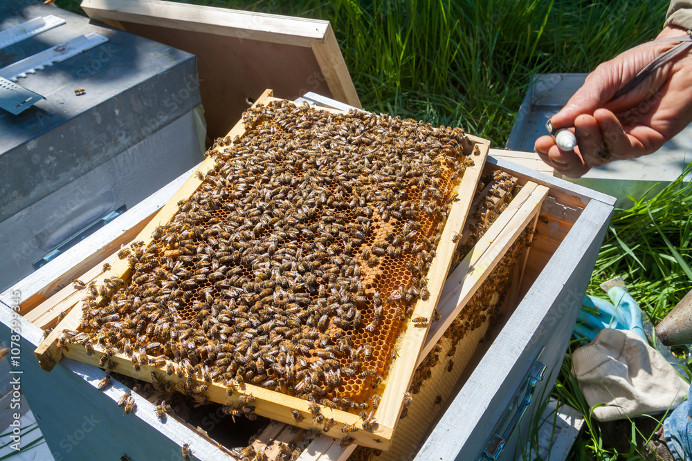 Apiculture - Gros plan sur un cadre de cire recouvert d'abeilles - identification et marquage de la reine Apiculture - Gros plan sur un cadre de cire recouvert d'abeilles - identification et marquage de la reine