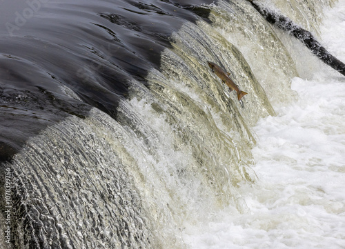 Auf dem Weg zum Erfolg (Lachs überspringt ein Wehr)