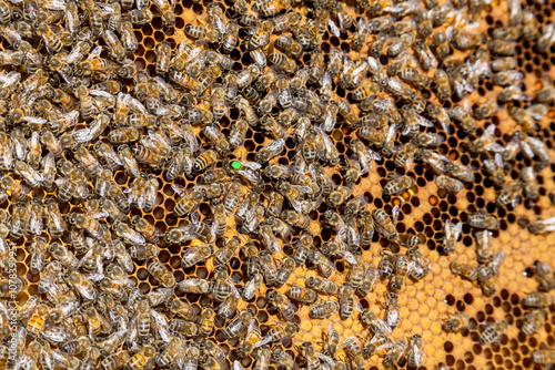 Apiculture - Gros plan sur un cadre de cire recouvert d'abeilles - identification et marquage de la reine photo