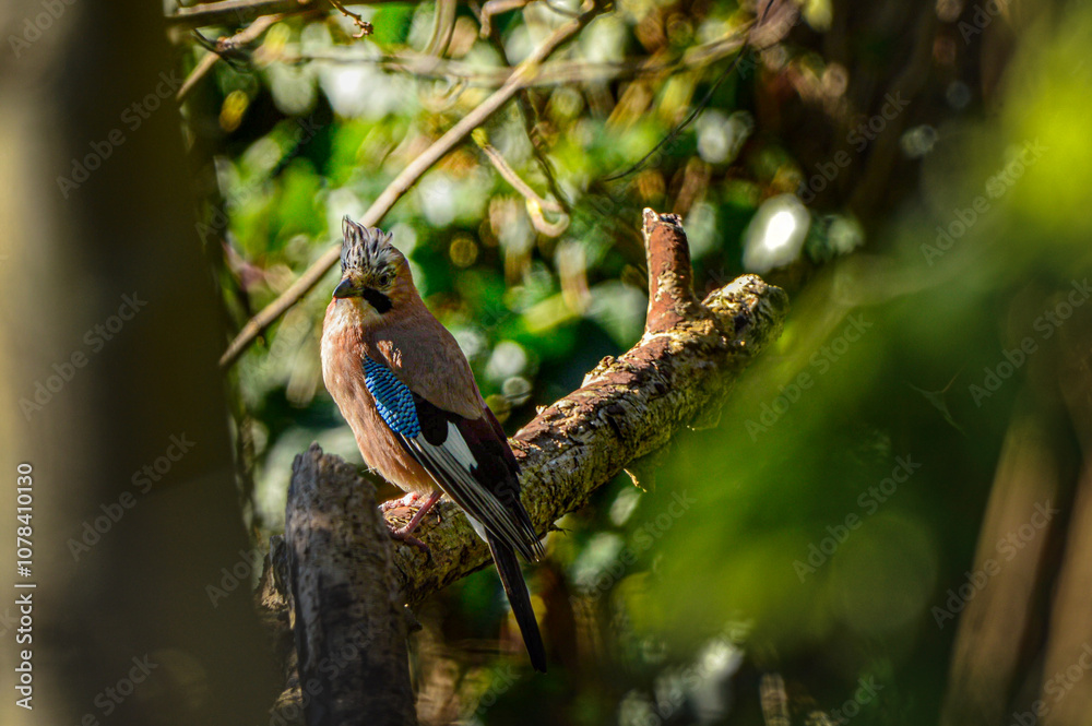 Fototapeta premium blue jay in the trees