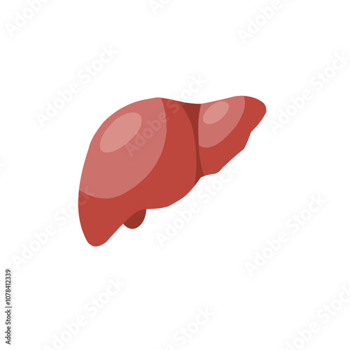Human liver icon