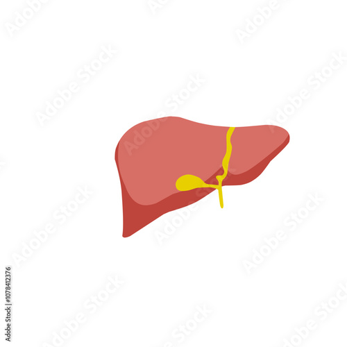 Human liver icon