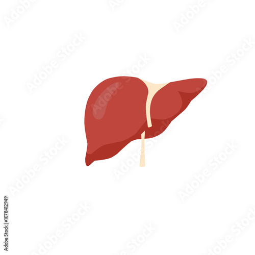 Human liver icon