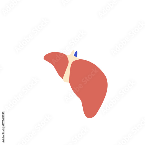Human liver icon