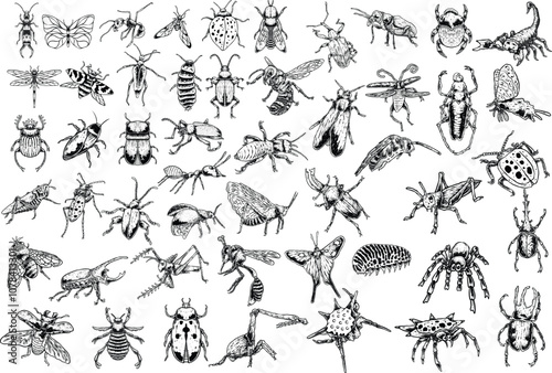 big set of insects, animals, ants, beetles, butterflies and bees many species in old style hand drawn illustrations