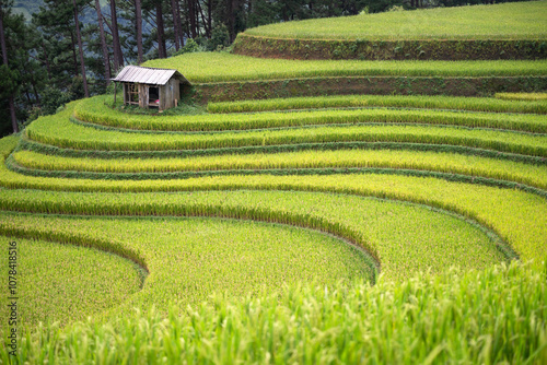 Fotografie Vietnam ricefields