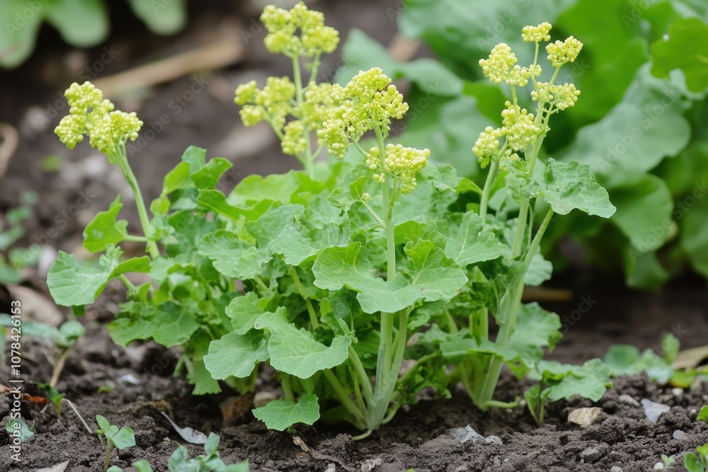 Chinese cabbage named white mustard due to its pale yellow leaves and white stalks Chinese cabbage named white mustard due to its pale yellow leaves and white stalks