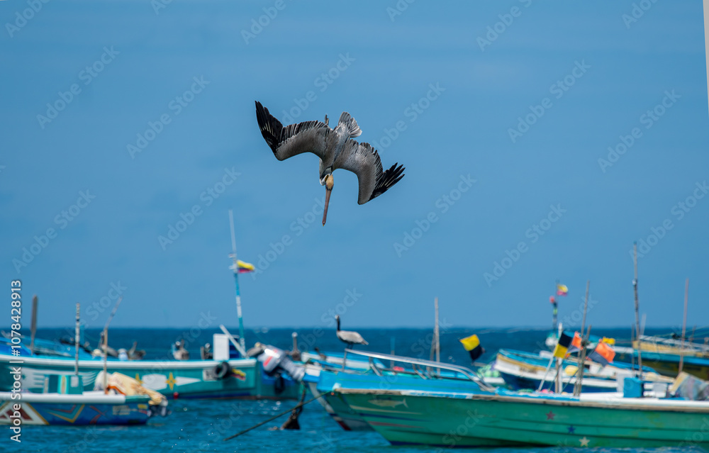 California Brown Pelican (Pelecanus Occidentalis Californicus) dive into the water to catch fish in the sea.