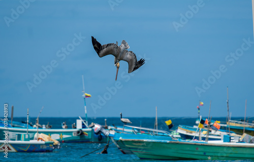 Obraz na płótnie California Brown Pelican (Pelecanus Occidentalis Californicus) dive into the water to catch fish in the sea. w salonie