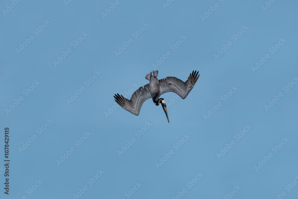 California Brown Pelican (Pelecanus Occidentalis Californicus) dive into the water to catch fish in the sea.