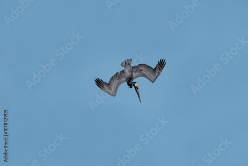 Obraz na płótnie California Brown Pelican (Pelecanus Occidentalis Californicus) dive into the water to catch fish in the sea. w salonie