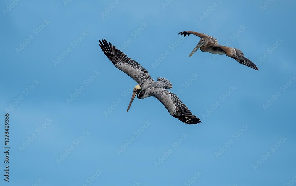 California Brown Pelican Flying moment. (PELECANUS OCCENTALİS CALİFORNICUS)