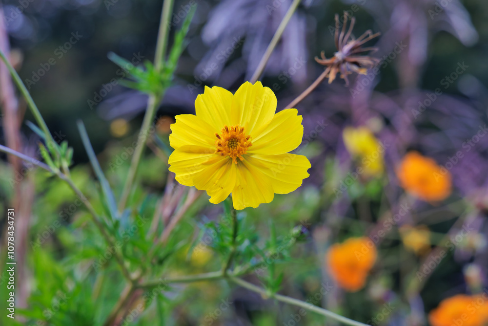 Fototapeta premium キバナコスモスの花