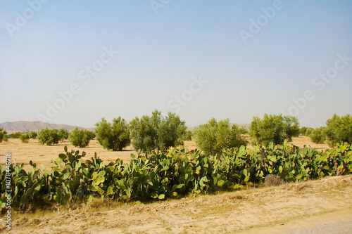 typical garden in North Africa - olive trees and prickly pear cactus