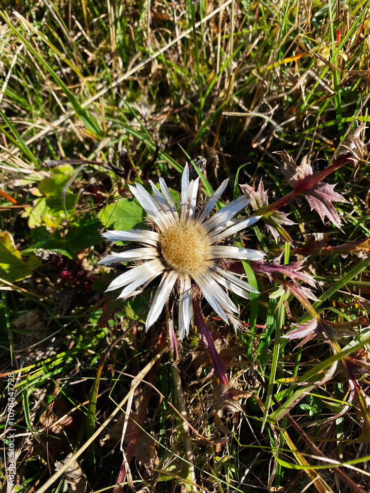 Dried wild flower among grass in a natural meadow setting Dried wild flower among grass in a natural meadow setting