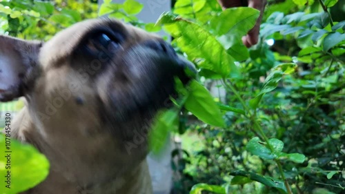 Old dog eating jasmine leaves outdoor.