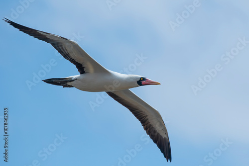 Obraz na płótnie Nazca Booby (Sula granti) in flight -Ecuador w salonie