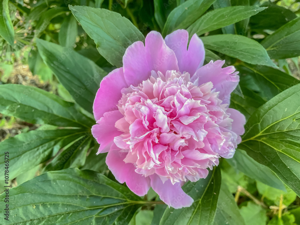 Beautiful pink peony flower in the garden on a sunny day Beautiful pink peony flower in the garden on a sunny day