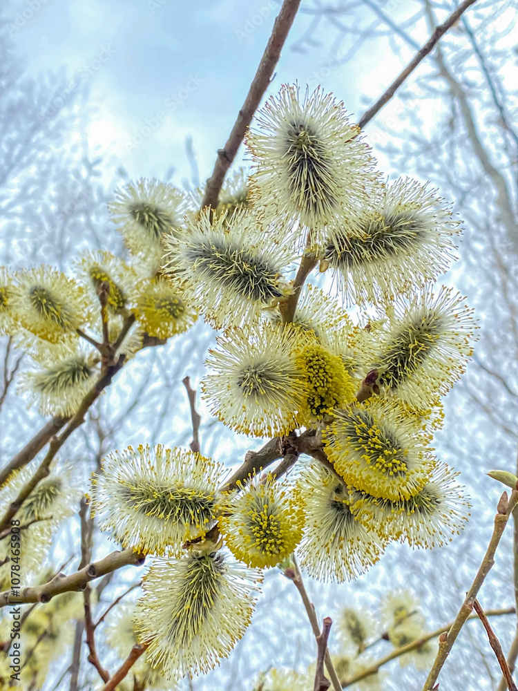 Blossoming willow branches in early spring on a sunny day