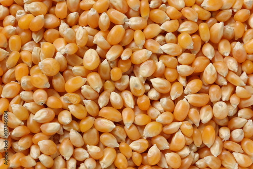 Corn background 