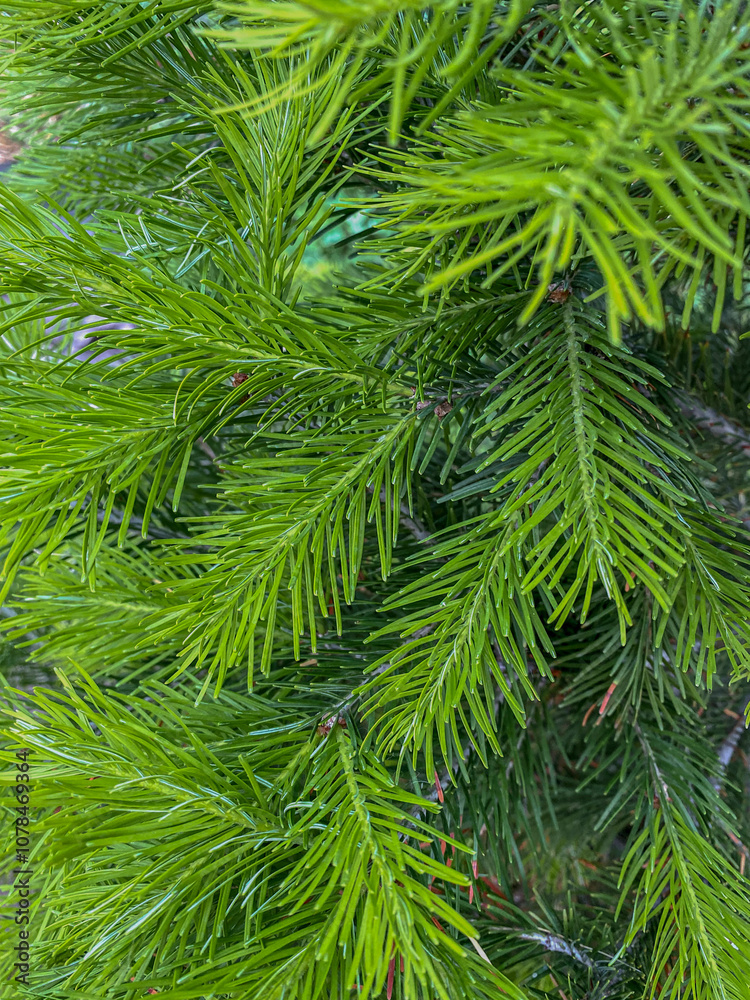 Green spruce branches with needles close-up. Natural background Green spruce branches with needles close-up. Natural background