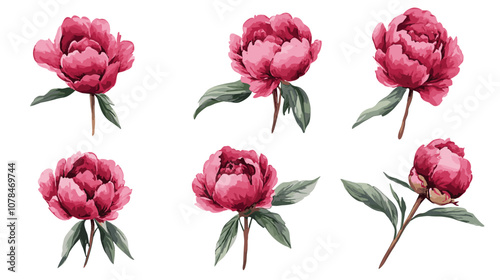 Watercolor vector illusrtation of a red peony flower head isolated om white background. Perfect flowers for wedding invitations, cards, fabric