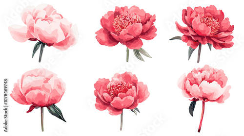 Watercolor vector illusrtation of a red peony flower head isolated om white background. Perfect flowers for wedding invitations, cards, fabric