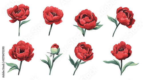 Watercolor vector illusrtation of a red peony flower head isolated om white background. Perfect flowers for wedding invitations, cards, fabric